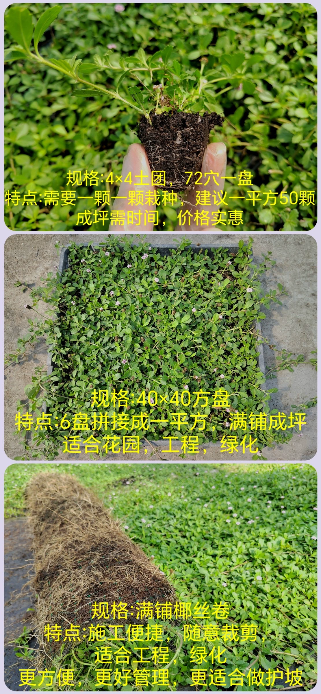 Гибискус трава, устойчивая к вытаптыванию почвенного покрова, цветущее растение, газон, озеленение двора, морозостойкая вьющаяся лоза, цветение четырех сезонов