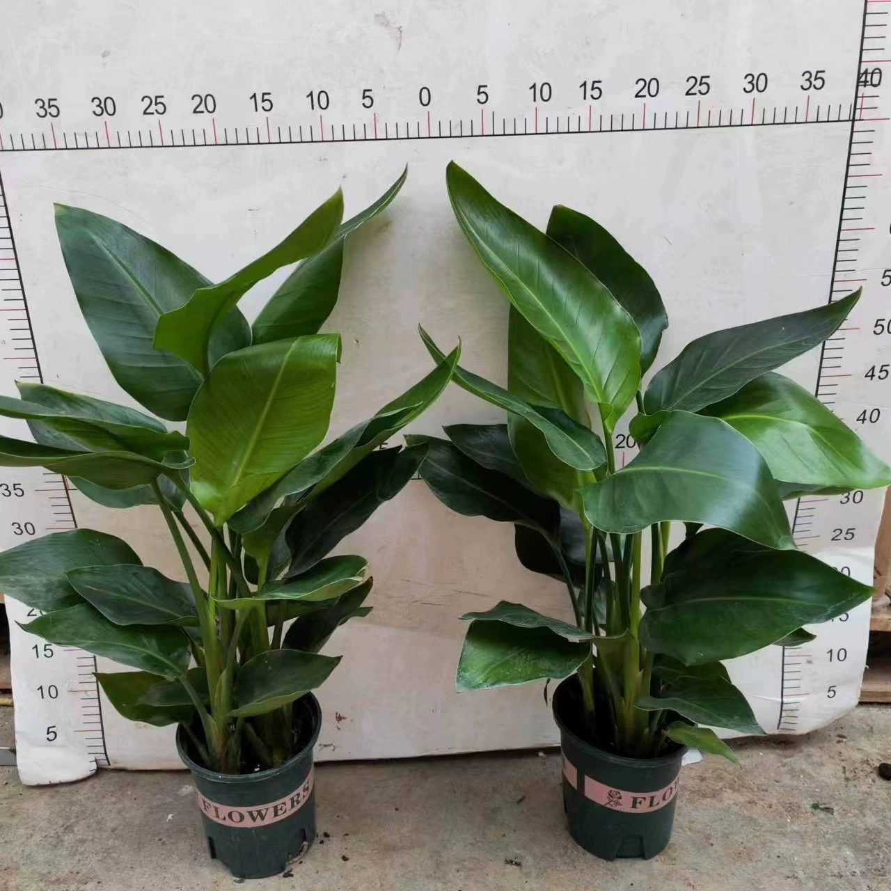 1 галлон Райская птица растение в помещении большое зеленое растение кривон Гостиная Офис большое растение в горшке очищает воздух