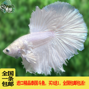 泰國魚圖片 海量高清泰國魚圖片大全 阿里巴巴
