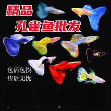 斑马鱼天使鱼观赏鱼凤尾鱼苗淡水宠物鱼好鱼纯种精品鱼孔雀鱼