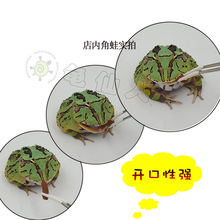 ձHikariܼZlσɗʳSG