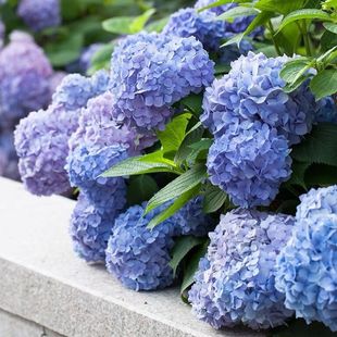 Hydrangea Seedlings, Endless Summer, Blooming All Year Round, Hydrangea Potted Plants, Easy-To-Grow Flower Plants, Indoor Florals for the Courtyard