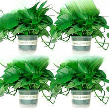 �G�}�����҃�ֲ���·�����������ȩ�����՚�ˮ��Gֲ�����L�پG�}