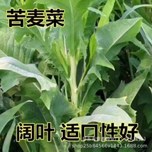 苦荬菜苦麻菜种子野生苦麻菜曲麻菜籽原装四季蔬菜种子菜种子代发