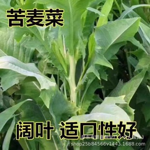 ���{�˿���˷N��Ұ��������������ԭ�b�ļ��߲˷N�Ӳ˷N�Ӵ��l