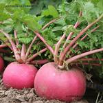 农家大红萝卜 清新爽口 新鲜脆嫩 煮汤丸子做馅皆可大萝卜