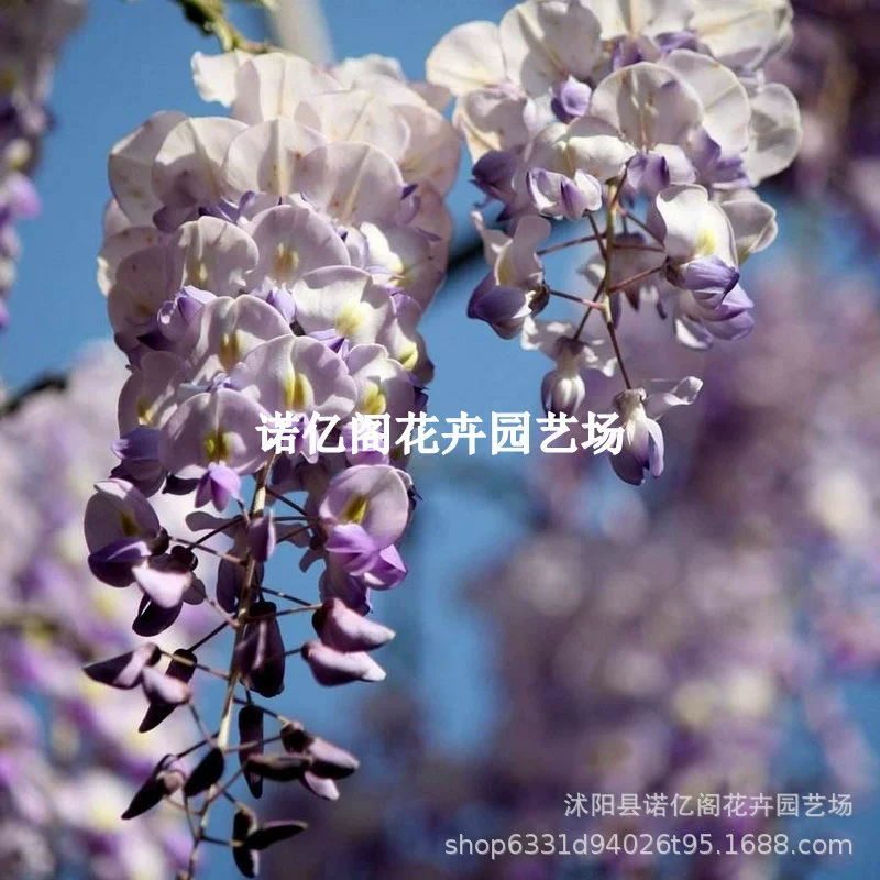 Саженцы деревьев глицинии балкон двор Вьющееся виноградное растение Four Seasons цветение старый ворс морозостойкие термостойкие легко живущие зеленые растения цветы