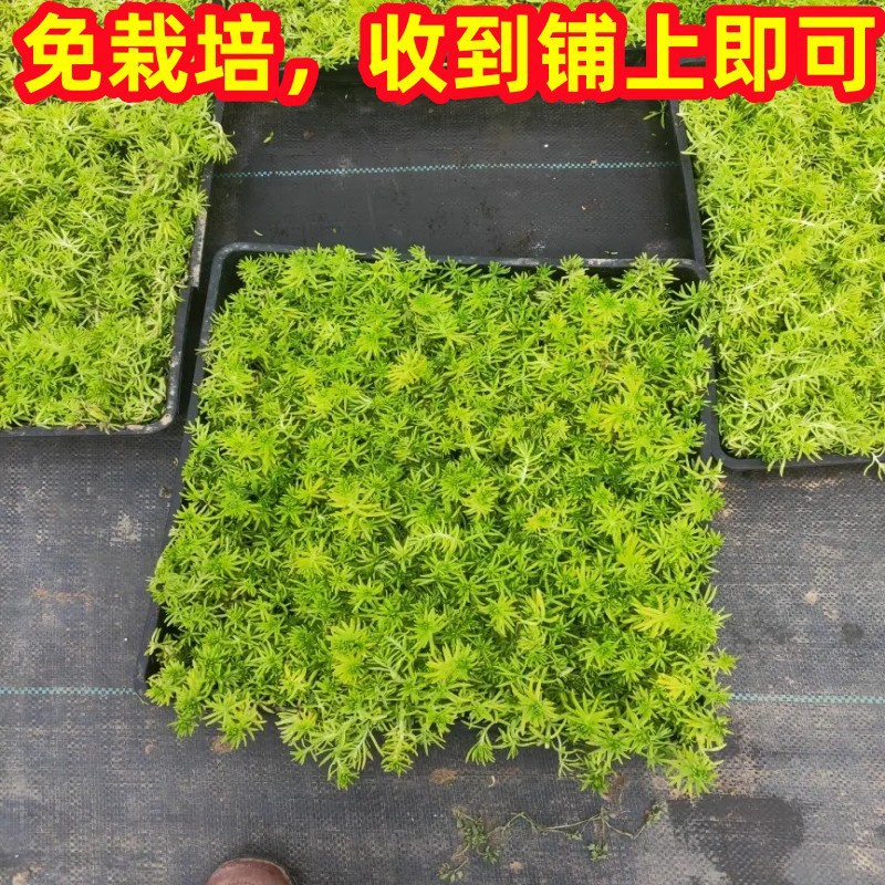 黄金佛甲草苗日本矮麦冬草苗中华景天耐寒地被覆盖植物草皮绿化苗