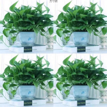 绿萝花卉盆栽吊兰室内植物大小叶四季除长藤绿箩水培好养一件批发