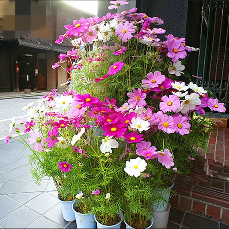 [Купить 1 волос и 3] Семена Космос 1000 семян, посеянных за четыре сезона