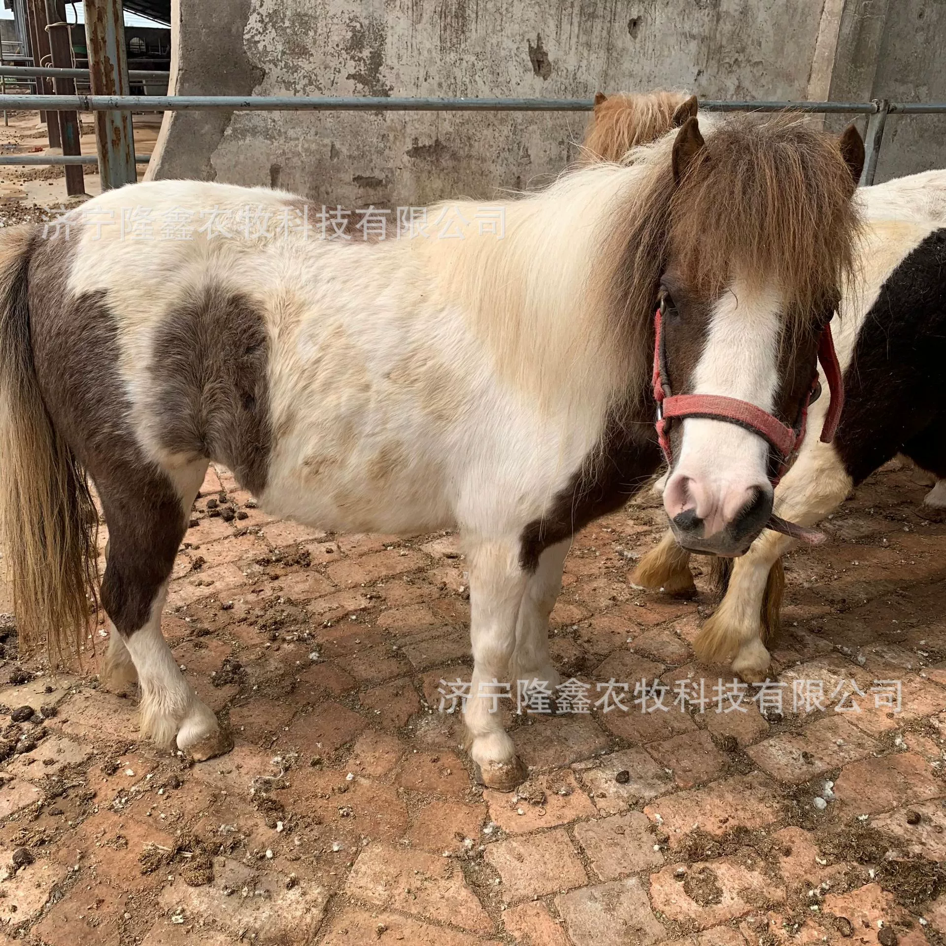 Сколько можно ездить на пони