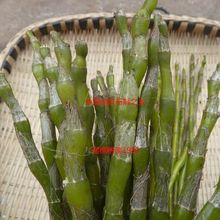 贵州仿野生5年赤水金钗石斛鲜条新鲜石斛1斤石头上生长非霍山铁皮