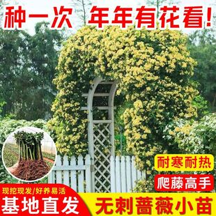 �o�����ٶ໨�NޱǤ�廨���ٱ��ͺ�ͥԺ�����̨õ���ļ��_��