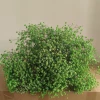 Green About 400-500g/bubble
