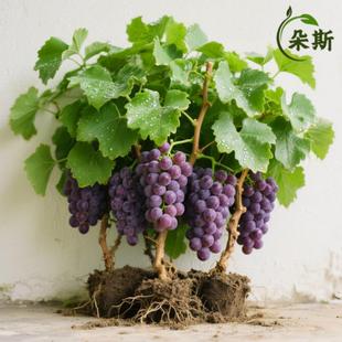 �޷����ј��mꖹ�õ�������������ϱ����ͺ��{ݮ�ļ��NֲԺ����