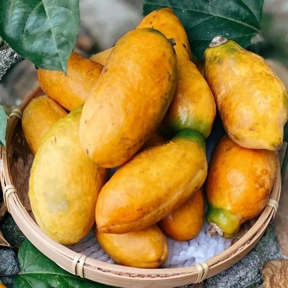 Дикий Август Семена дыни Фиолетовые фрукты сентябрь Семена желтого дерева Садовое вьющихся растений Съедобные фрукты Август Жареные семена