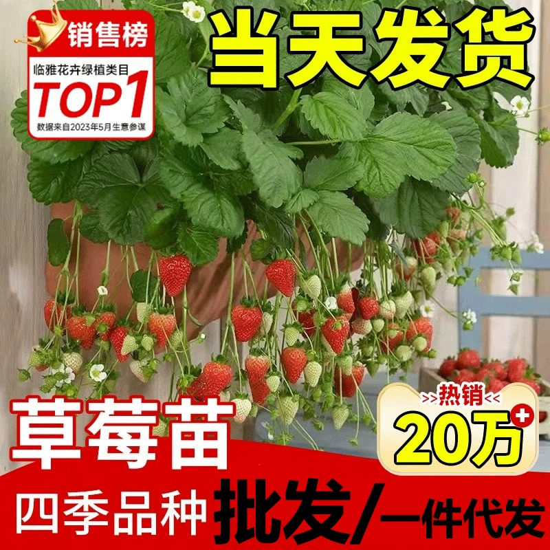 Сливочные саженцы клубники в горшке с глиняным горшком