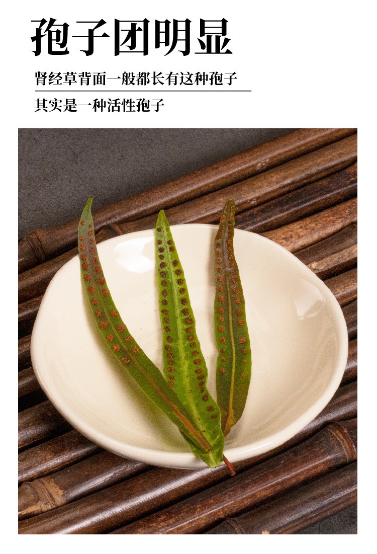 Wild Kidney Essence Herb Shen Jing Cao 200g Dried Herbal Tea from Changbai Mountain quality and texture