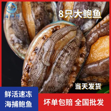 新鲜鲍鱼鲜活漂烫海鲜水产批发加热即食素小鲍鱼汁捞饭干黄金鲍