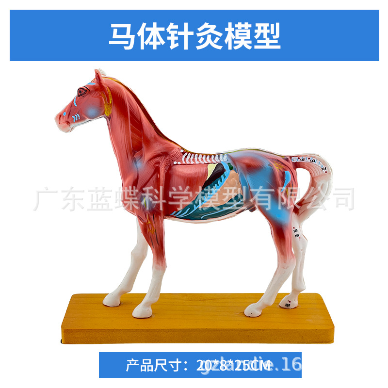 ��è��ţ�������ģ�� ȮѨλ ������� ��ҽ��ѧ�������ģ��