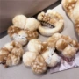 韩国新款毛绒小鹿竖夹