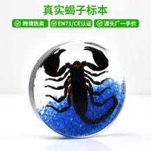 滴胶昆虫动物标本黑蝎圆盘摆件创意新奇礼品博物馆藏品树脂工艺品