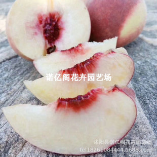 �Ҙ����޽ӽ���t���Ҙ�����������Ҙ�ͥԺ���Ե��ԷNֲ����