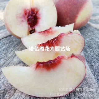 桃树果苗嫁接金秋红蜜桃树苗晚熟脆甜冬桃树庭院盆栽地栽种植果树