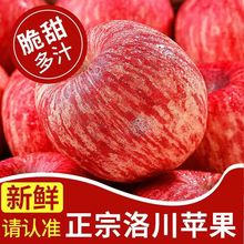 现摘陕西洛川红富士苹果脆甜糖心苹果水果当季新鲜一整箱批发批发