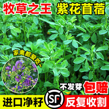 ϻޣNӶļBֳݷNι~Zţɲ_ݷN