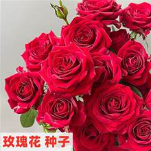 õ�廨�N���ļ��_���׻�N�����҃������҃���ͥԺ�Gֲ�r���N��