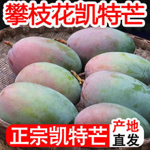 新鲜水果攀枝花凯特大芒果超甜凯特芒新鲜芒果应季水果批发