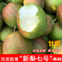 脆冠梨树果苗嫁接南北方庭院地栽种植特大四季阳台盆栽苗当年结果