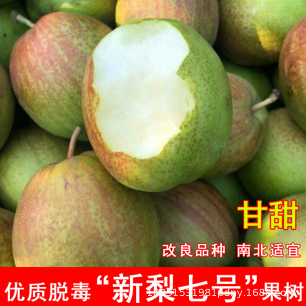 脆冠梨树果苗嫁接南北方庭院地栽种植特大四季阳台盆栽苗当年结果