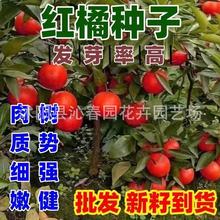 ���l���Խ������ӷN�� ���٘�N�� ɰ���� ���ʷN����ľ����