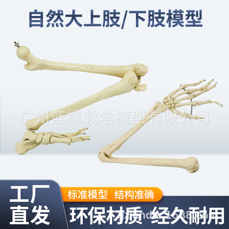 ��Ȼ����֫����ģ�� �ֲ��ؽ�ģ�ʹ���֫ǰ�� �ǿ�ҽѧ��ѧģ��