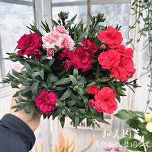 耐寒康乃馨盆栽带花 温馨小花石竹蜜桃派 石竹康乃馨 花期较长