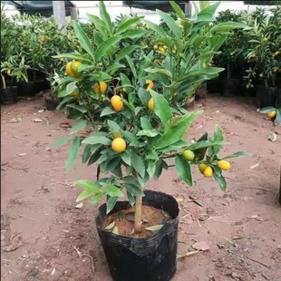 ��Ƥ��ۘ��玧���l؛���Լ������ǽ�����ʳ�����Ә����҃��ļ�