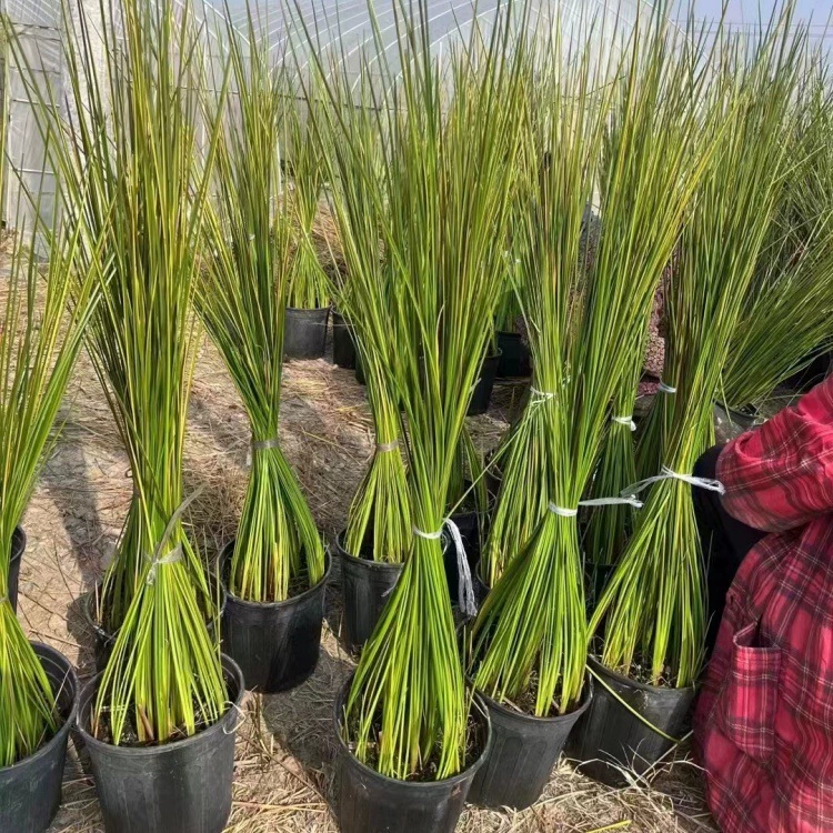 Красный меч, песок, двоегаллонный двор, общественное зеленение, зеленение реки, цветочное зеркало, соответствующее парку, зеленение у реки