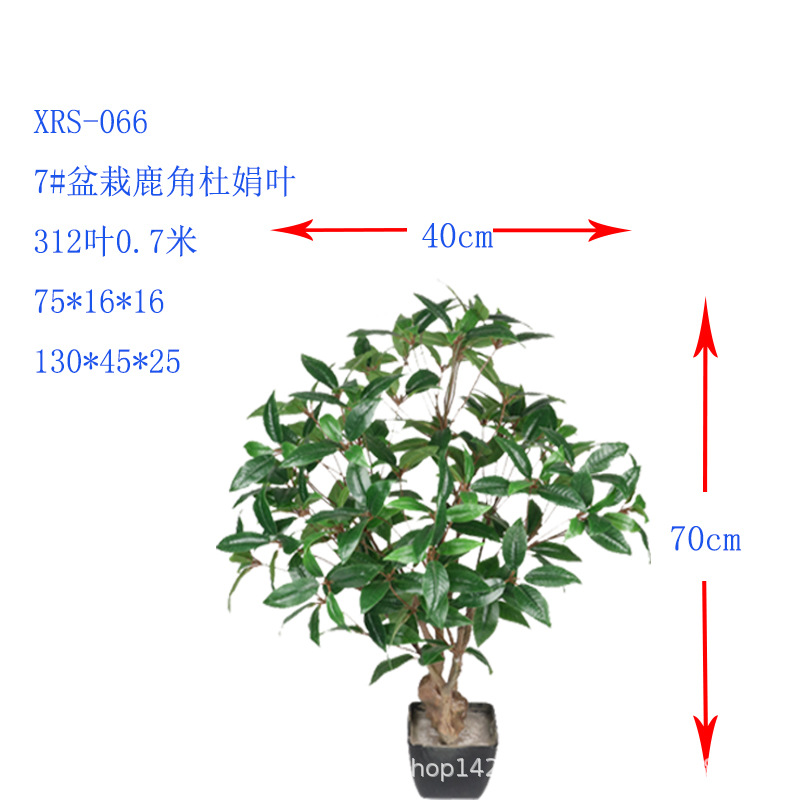 XRS-066 7#盆栽鹿角杜鹃叶.jpg