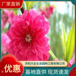 ����ֲ�� �����F؛ ���~���� �tɫ���� ����ֱ�����l  �r��