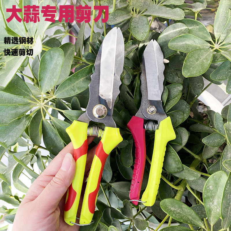 Agriculture tool new pattern box-packed Onion Garlic scissors SK5 Bend garlic and cut it SK85 Double color Straight Garlic Scissors