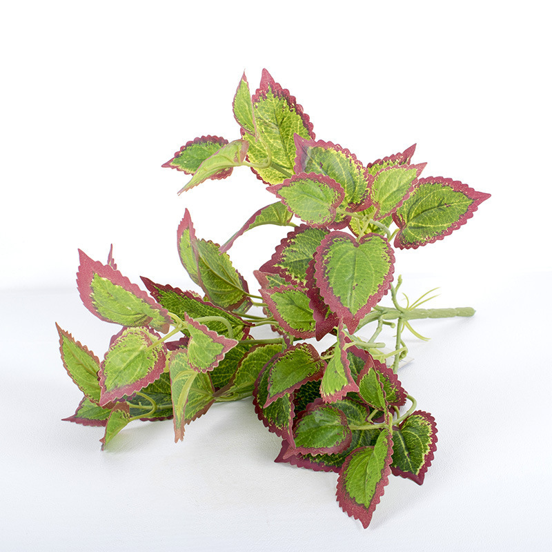 Perilla de bordes rojos