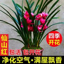 兰花盆栽春兰香兰墨兰名贵兰花苗绿植盆景室内植物秋冬季耐寒之满