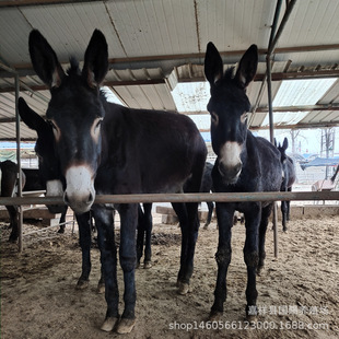 ����С�H�x�BֳƷ�|ɽ����ţ�r�� �����H���^�H���H��