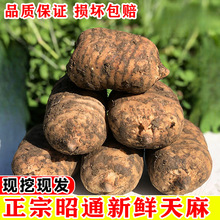 云南昭通新鲜天麻野生小草坝乌天麻材正非贵州干