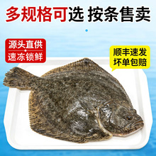 原条船冻多宝鱼整条未处理比目鱼海鲜水产多规格海鲜水产商用批发