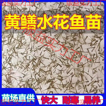 �S�Xˮ���~�絾��Ұ�����S�X�P���X�Lβ�~�X�~���ͺ��׻���