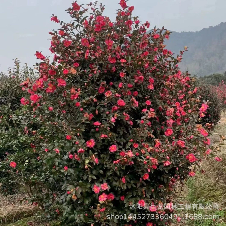 Основа Саженцы камелии Дерево камелии Камелия Горшечные растения Вилла Двор Цветущие растения Также известно как камелия
