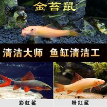 【鱼缸清洁工】清洁工具鱼金苔鼠耐活好养清道夫鱼缸残渣粪便除藻